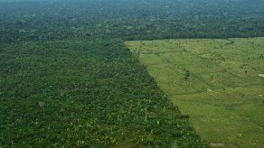 Brasil redujo en un 16 % la deforestación de la Amazonía en el último año