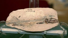 Hallan en México fósil de un pez que vivió hace 90 millones de años