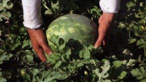 EEUU flexibiliza ingreso de cucurbitáceas a su territorio desde Panamá EEUU flexibiliza ingreso de cucurbitáceas a su territorio desde Panamá