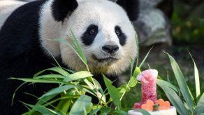 El bebé panda Yuan Meng celebra su primer cumpleaños en un zoo de Francia