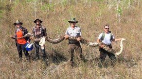 Encuentran una pitón gigantesca en el sur de Florida