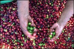 Cae 8,8% producción industrial colombiana en agosto