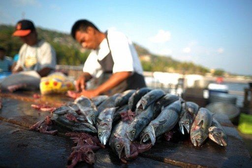FAO pide fomentar consumo de pescado para enfrentar hambre en Mesoamérica