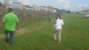 Autoridades inician reforestación de especies nativas en Albrook