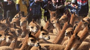 “Cuando se les roba la lana durante los meses de invierno, no pueden protegerse de las temperaturas bajo cero de los Andes, escribió PETA.