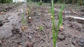 Productores piden declarar zona de emergencia a las tierras altas chiricanas Productores piden declarar zona de emergencia a las tierras altas chiricanas