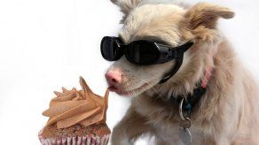Tips para proteger a tu mascota