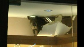 Un jabalí se paseó durante horas en un centro comercial en Hong Kong
