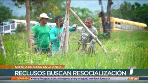 20 reclusos realizan siembra de arroz en La Joyita