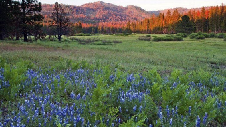 Donan 160 hectáreas para ampliar el parque Yosemite