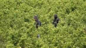 Colombia reanudará aspersiones con drones tras incremento récord de narcocultivos