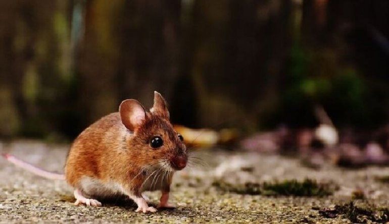 Los ratones de campo son los responsables de la transmisión del Hantavirus.