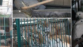 Rescatan 101 animales de zoológico particular en México