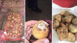 Productores rechazan entrada de cebolla en mal estado a Panamá