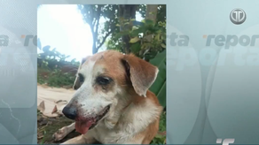 Denuncian incumplimiento de leyes de protección animal&nbsp;