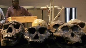 La carne y los instrumentos de piedra afectaron a la masticación en homínidos