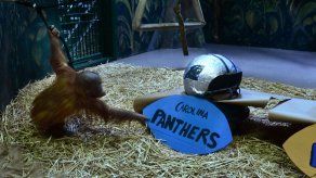 Simio en Utah pronostica que Panthers ganarán Super Bowl