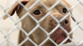 Perro libra la pena de muerte y ahora va al estrellato en EEUU