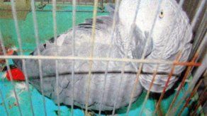 Loro devuelto a dueño cuando dice nombre y dirección