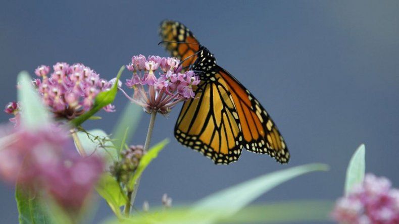 Mariposas monarcas podrían tener brújula magnética