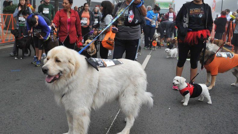 Nápoles pedirá ADN de los perros para multar a quien no recoja las heces