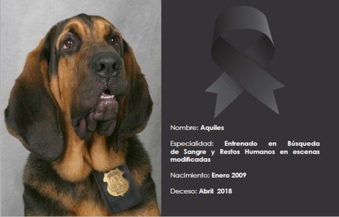 Muere el perro que marcó una época en la investigación forense en Costa Rica