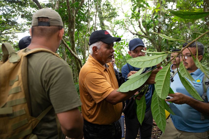 Rolando Pérez y Salomón Aguilar, de ForestGEO y STRI, desarrollaron un curso de identificación de especies arbóreas para personal de STRI y estudiantes universitarios. A través de este curso, comparten el conocimiento que han acumulado en casi 40 años de trabajar en ForestGEO-STRI en varios proyectos de monitoreo de parcelas. Rolando Pérez y Salomón Aguilar, de ForestGEO y STRI, desarrollaron un curso de identificación de especies arbóreas para personal de STRI y estudiantes universitarios. A través de este curso, comparten el conocimiento que han acumulado en casi 40 años de trabajar en ForestGEO-STRI en varios proyectos de monitoreo de parcelas. 