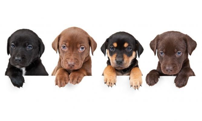 Un estudio afirma que los perros sienten celos