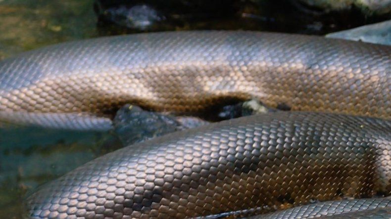 Narcos usaban anaconda para custodiar droga en Argentina