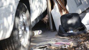 Mueren 41 perros en incendio en Las Vegas