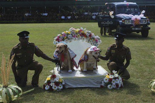 Policía de Sri Lanka se disculpa por efectuar boda canina