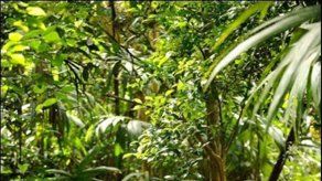 Selva amazónica ecuatoriana empapada por derrames de crudo