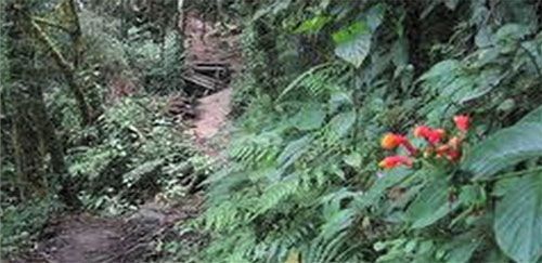 Video: Rehabilitarán sendero Los Quetzales en Chiriquí
