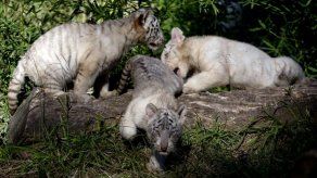 Tres nuevos tigres blancos en Buenos Aires