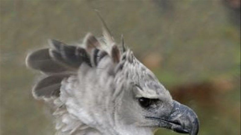 Águila Harpía Panamá llegó al país procedente del Zoo Miami