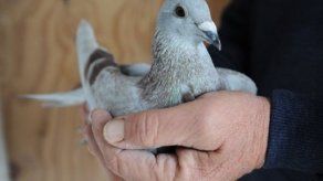 Canadiense descifra misterio imposible para la inteligencia británica