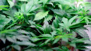 EEUU: Recomiendan aprobar medicamento derivado de marihuana