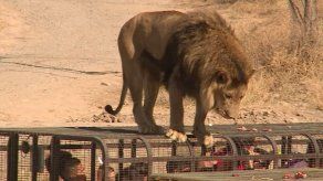 Animales rescatados de circos son rehabilitados en un zoo de Chile