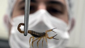 Investigaciones dan como resultado aumento de muertes por picadura de escorpión&nbsp; amarillo.