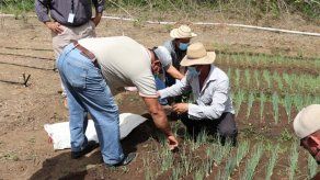 Actualmente, el Plan de Redes Territoriales se está ejecutando en más de 110 corregimientos.