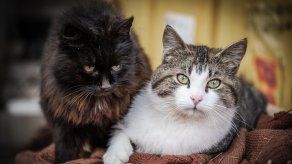 ¿Tienes gatos como mascota? Estos son los objetos que debes tener alejados de ellos