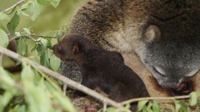 Zoo polaco celebra nacimiento de mamífero fuera de lo común