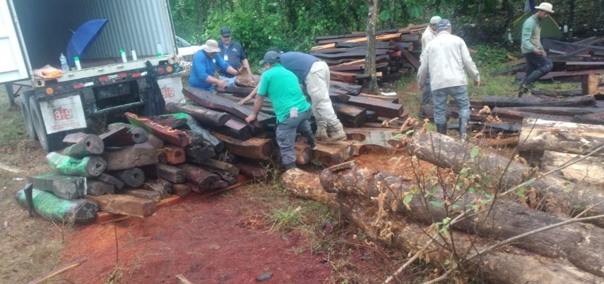 La especie cocobolo está protegida en la ley.