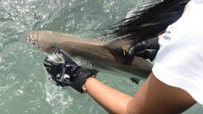 Sacar a los tiburones de los platos