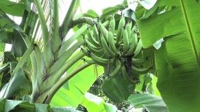 Panamá en alerta por plaga bananera detectada en Colombia Panamá en alerta por plaga bananera detectada en Colombia