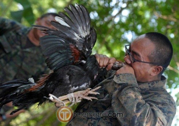 Entrenamiento de supervivencia del ejército de EEUU