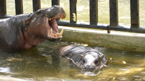 Moo Deng celebra su cumpleaños.
