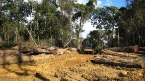 En el sur de Camerún unas 10.000 hectáreas de selva tropical han sido arrasadas en estos últimos años en el marco de la explotación del caucho.