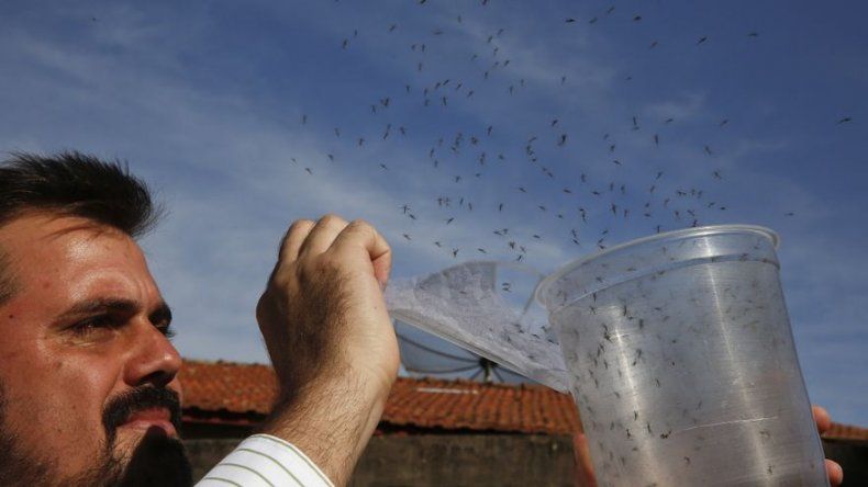 Latinoamérica lucha por erradicar el mosquito del zika