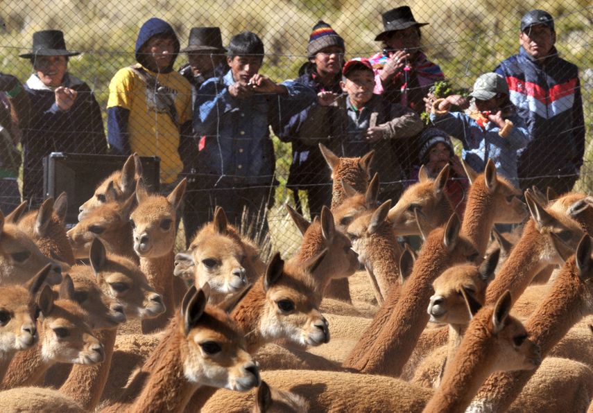 “Cuando se les roba la lana durante los meses de invierno